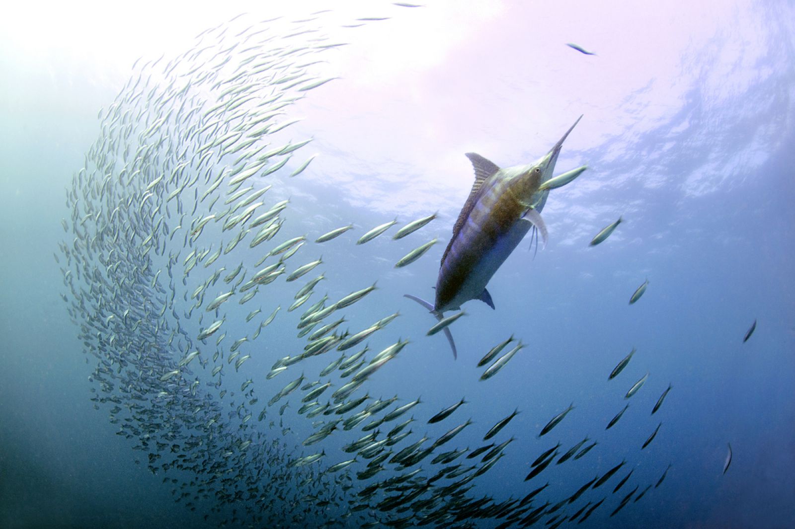 Photo credit - Daniel Botelho - Blue marlin with sardines (DLB_6599)