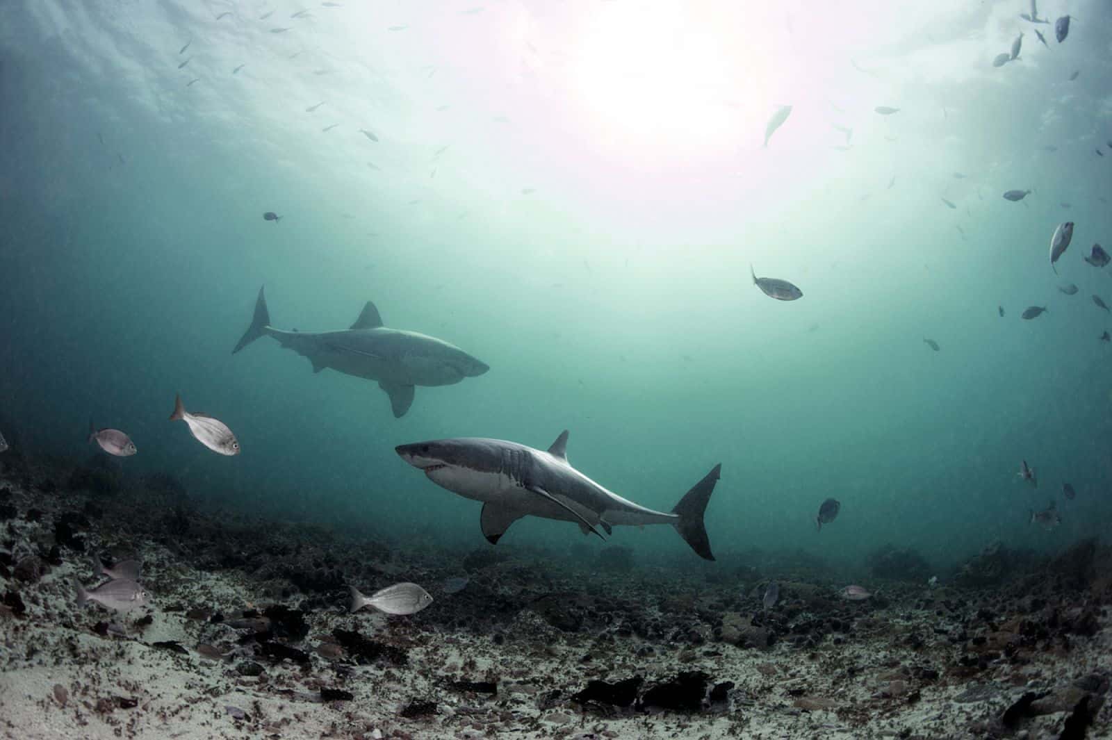 Photo credit - Daniel Botelho - white sharks (DLB_2855)