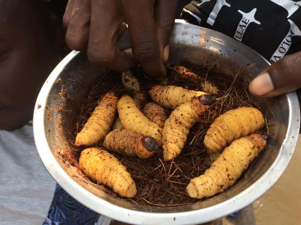 Červy na večeru v Kongu