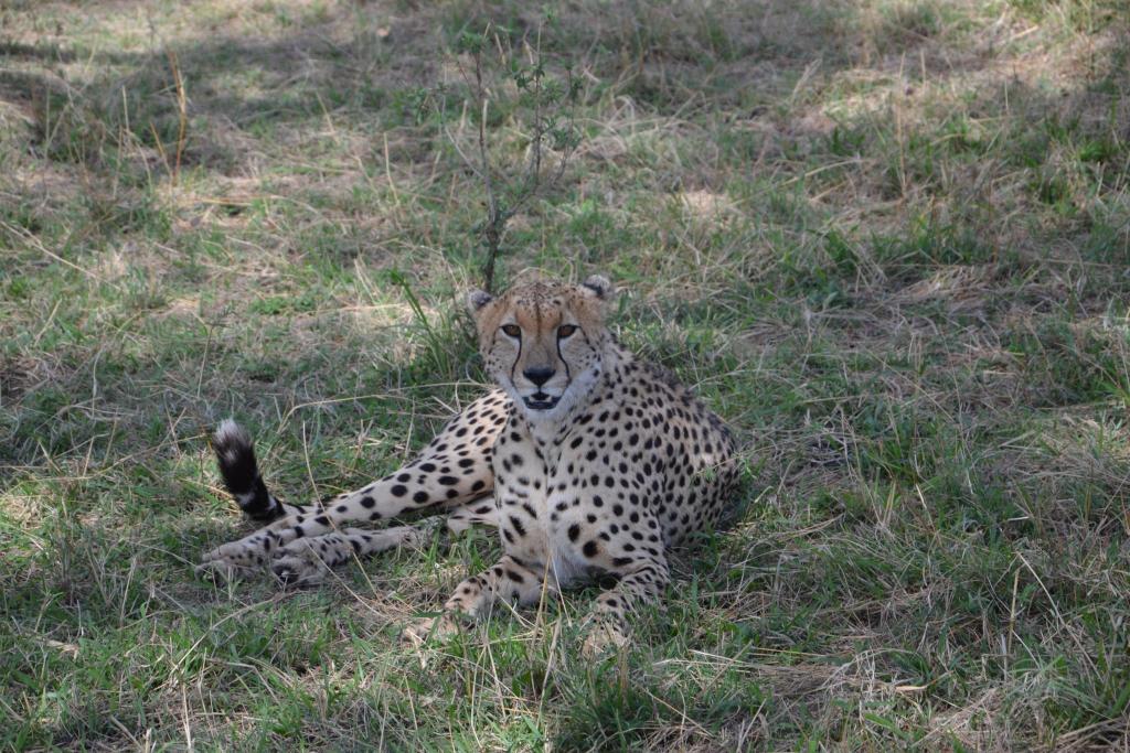 Stanislav Kaľavský - gepard štíhly ležiaci v tráve