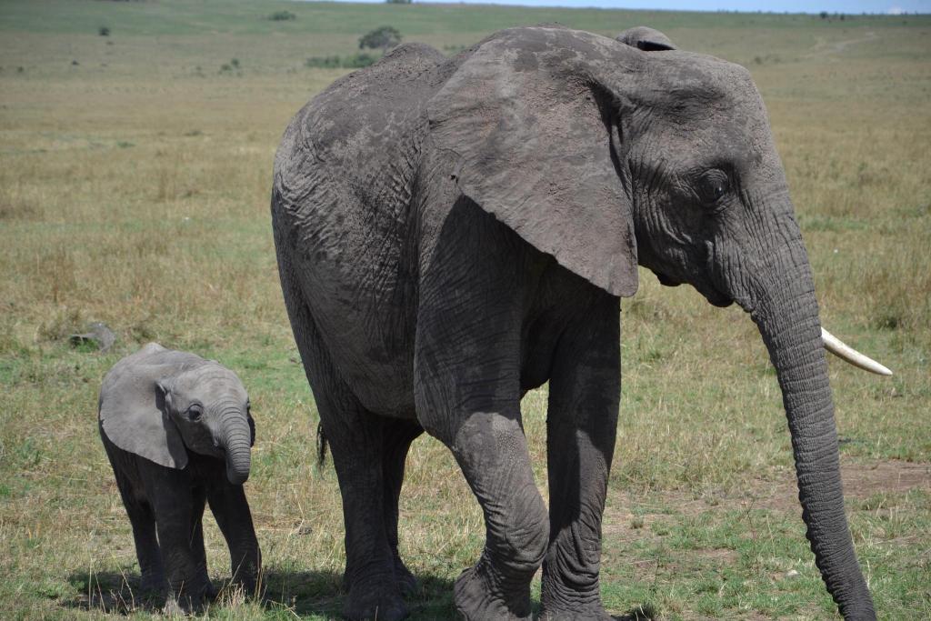 Stanislav Kalavsky - slonica s mláďaťom v africkej stepi