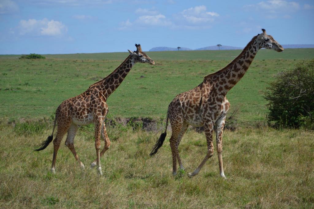 Stanislav Kaľavský - žirafa sieťovaná a žirafa masajská v africkej stepi
