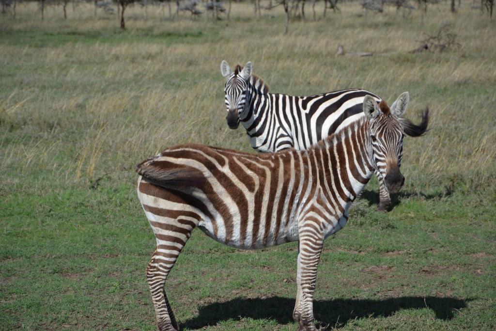 Stanislav Kaľavský - hnedo-biela zebra